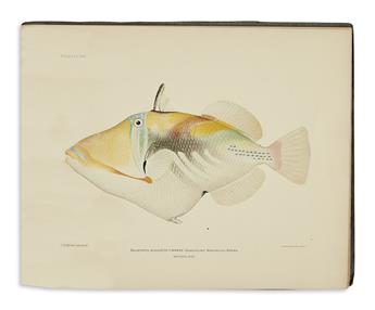 (HONOLULU AQUARIUM.) Hawaiian Fishes.